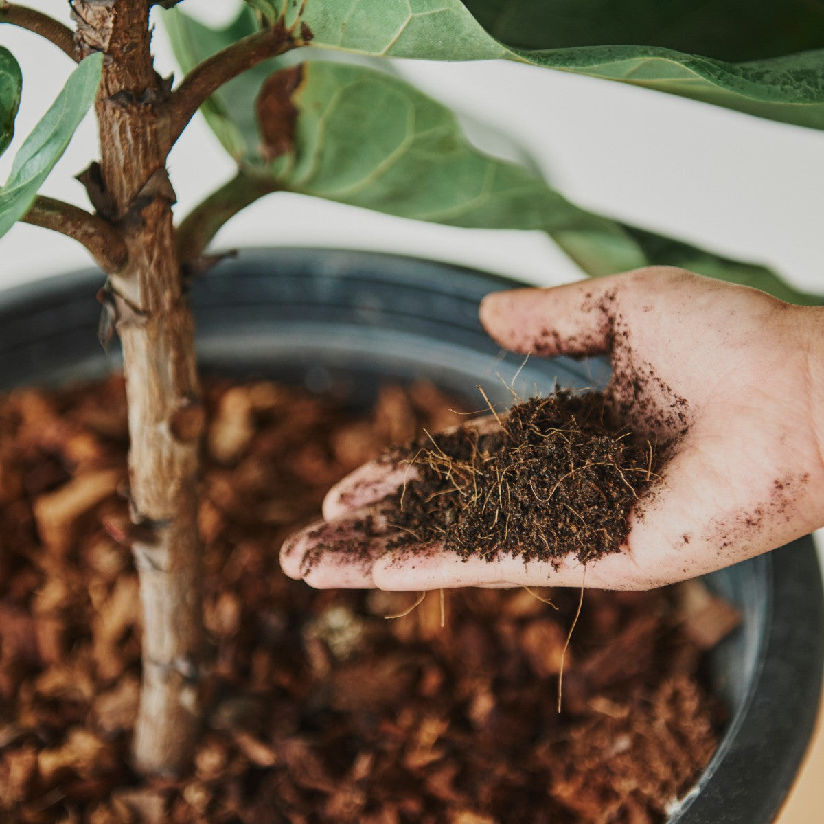 Vermicompost 5kg 100% Natural Organic Fertilizer for Plants | Nutrient-Rich Compost for Home Garden | Improves Plant Health, Water Retention & Soil Quality | Ideal for All Gardening Needs