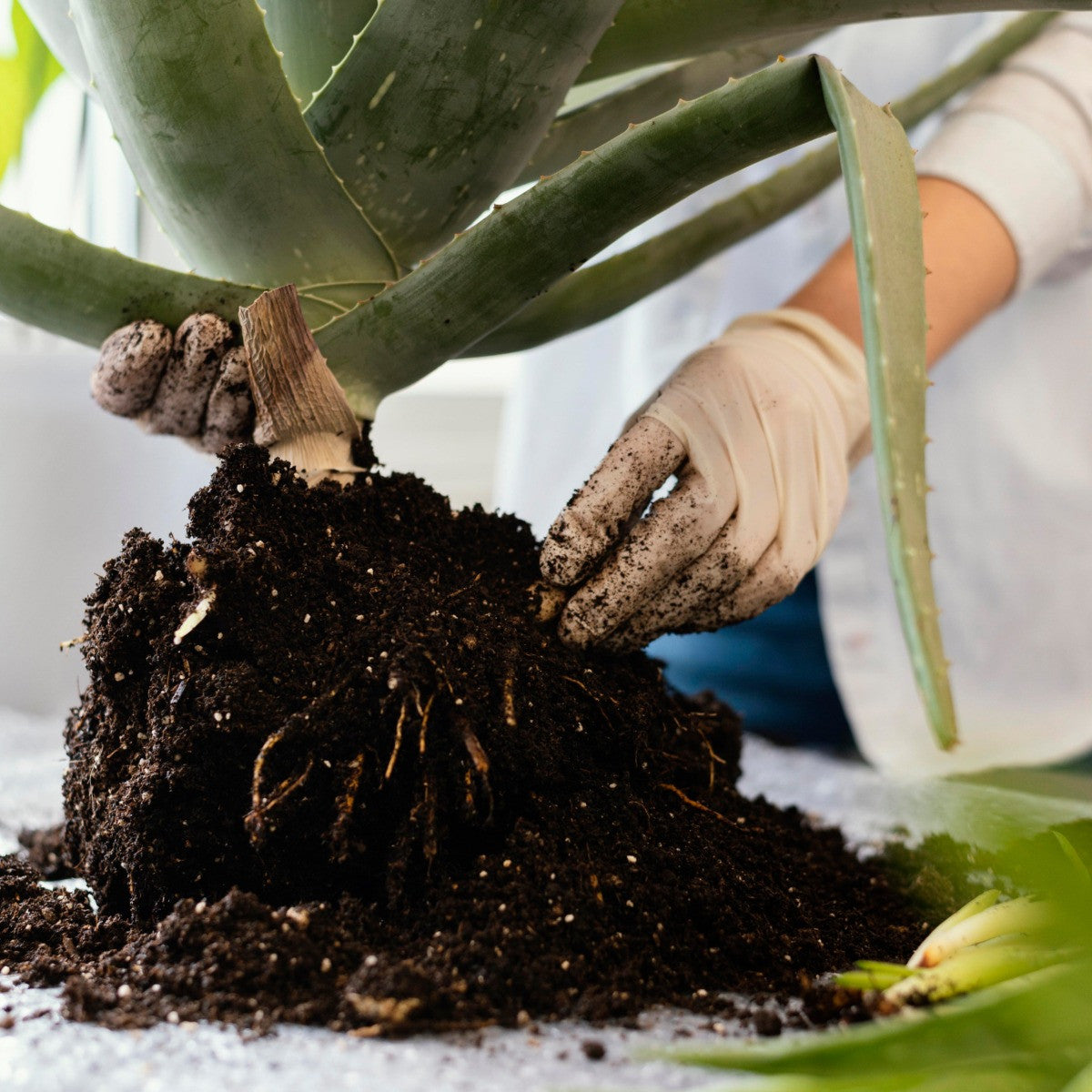 Cocopeat Powder for Plants | Organic Coco Peat Powder Coconut Husk | Ideal for Indoor & Outdoor Gardening, Seed Starting, Composting, and Hydroponics | 1kg Pack 5 KG