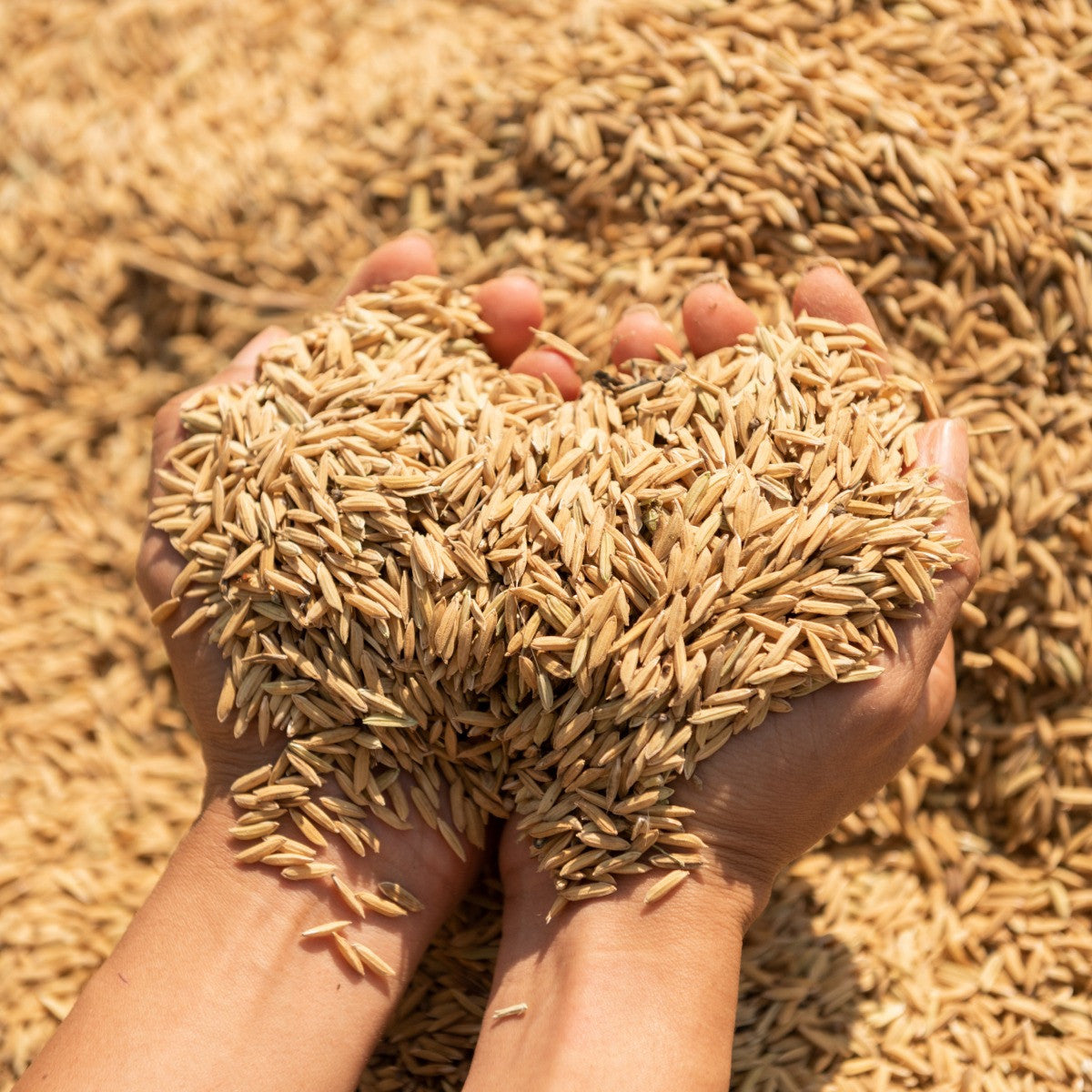 Rice Hulls (Husk) | Organic Rice Paddy Husk for Gardening | Rice Husk for Gardening, Ideal Soil Mix and Mulching | Potting Mix or beding - Organic Plant Rice Husk (500 Grams)