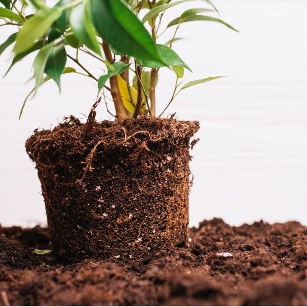 Cocopeat Bricks - 5 KG (Expands Upto 75 litres, 10.5 x 15 cm) - Organic Fertilizer and Soil Manure Potting Mixture for Home Gardening and Potted Plants
