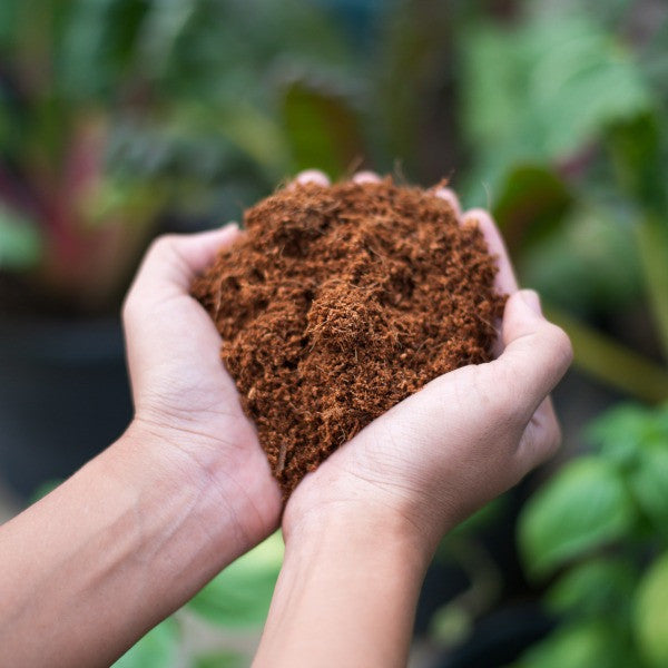 Cocopeat Bricks - 5 KG (Expands Upto 75 litres, 10.5 x 15 cm) - Organic Fertilizer and Soil Manure Potting Mixture for Home Gardening and Potted Plants