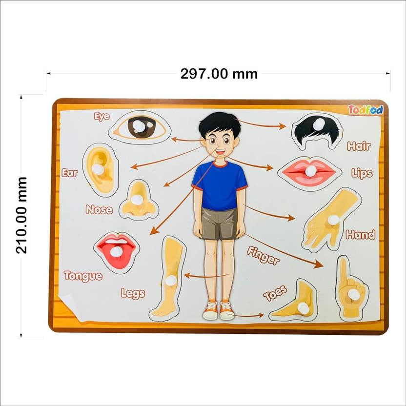 Educational chart showing body parts with measurements on a white background