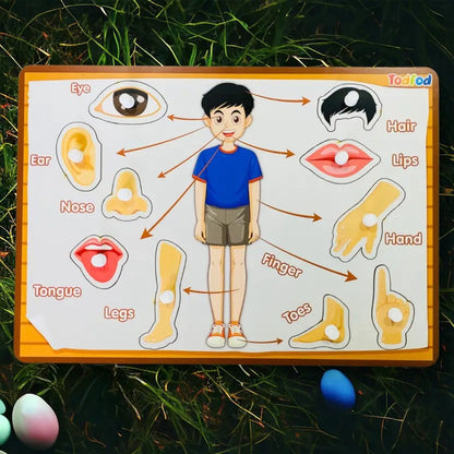 Educational chart showing parts of a body with labeled illustrations on grass.