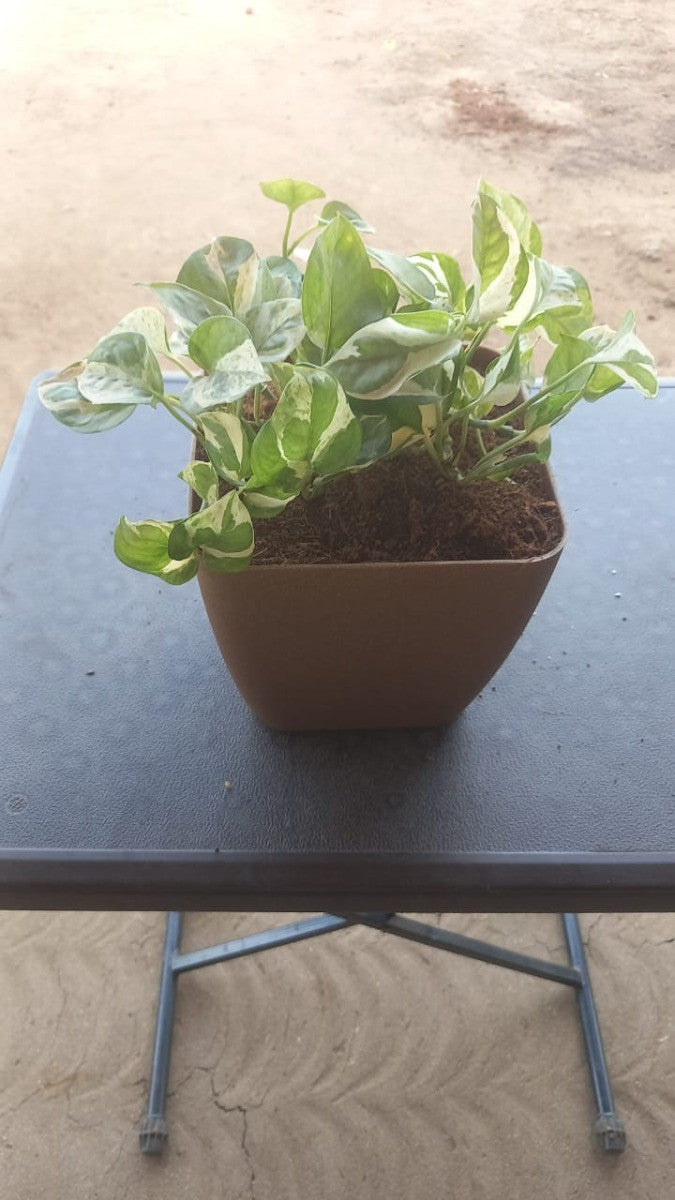 Money Variegated, Golden Money, Snake Golden & Jade Combo of 4 Indoor Plants for Living Room | Live Plants | Plants with Cream Self Watering Pot for Home | Air purifier plants for Home Decor