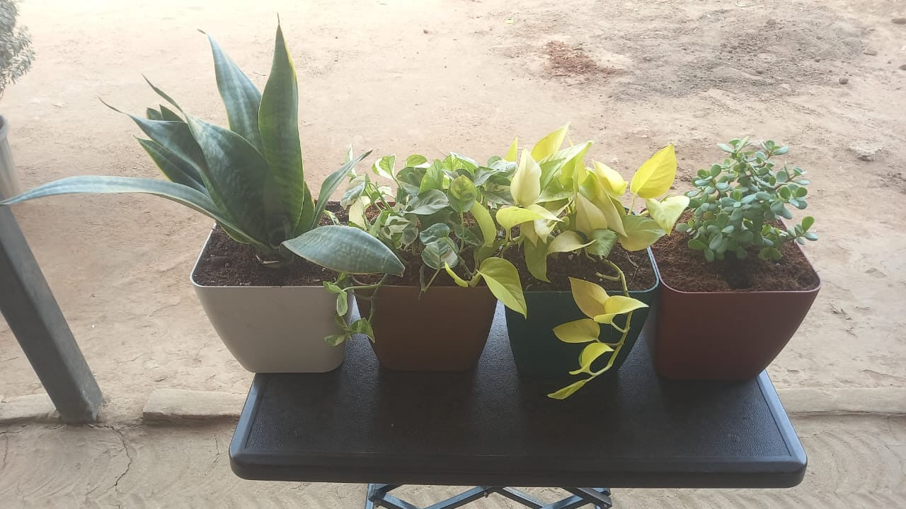 Money Variegated, Golden Money, Snake Golden & Jade Combo of 4 Indoor Plants for Living Room | Live Plants | Plants with Cream Self Watering Pot for Home | Air purifier plants for Home Decor