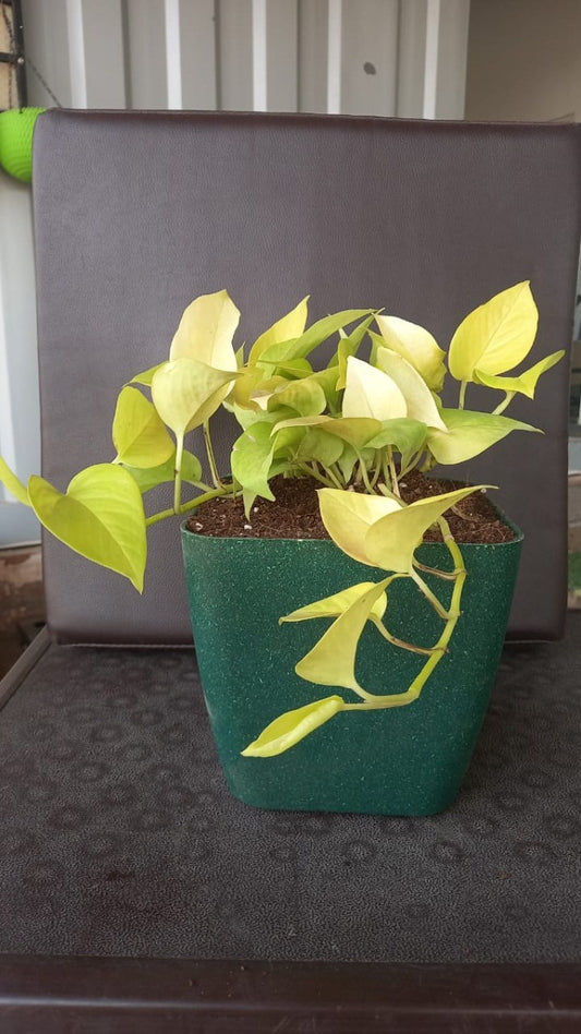 Money Variegated, Golden Money, Snake Golden & Jade Combo of 4 Indoor Plants for Living Room | Live Plants | Plants with Cream Self Watering Pot for Home | Air purifier plants for Home Decor