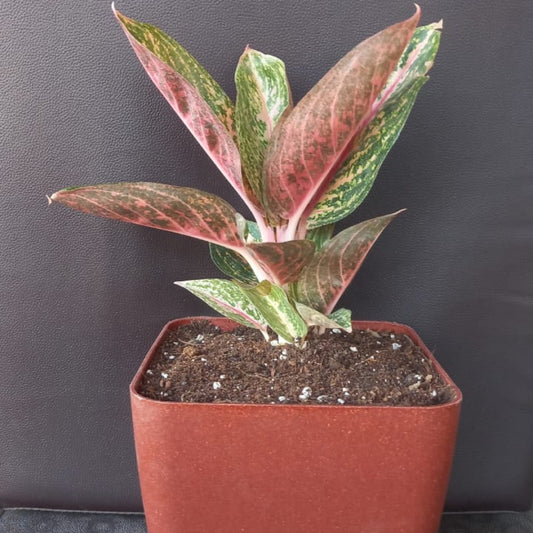 Garden Art Aglaonema (Lipstick Single Stem) Natural Live Indoor Plant with 7.5 cm Pot | Pack of 1 Healthy Live Plant | For Home, Office, Livingroom, Bedroom, Garden Decor